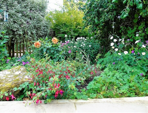 Flying Horse Cottage garden summer