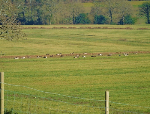 Line up of deer on Spratsbrook farm as seen from Flying Horse Cottage