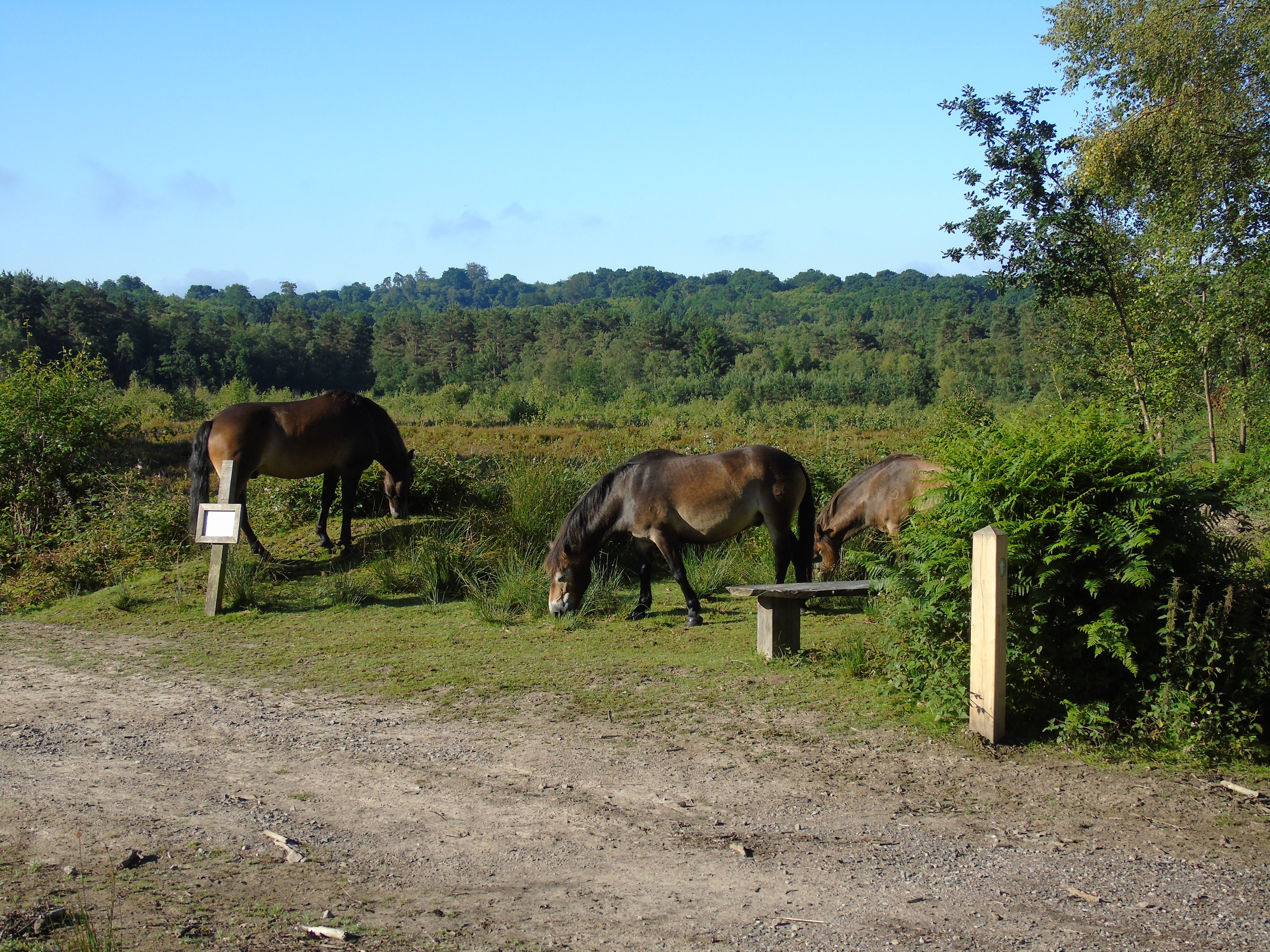 Exmoor ponies grazing by path