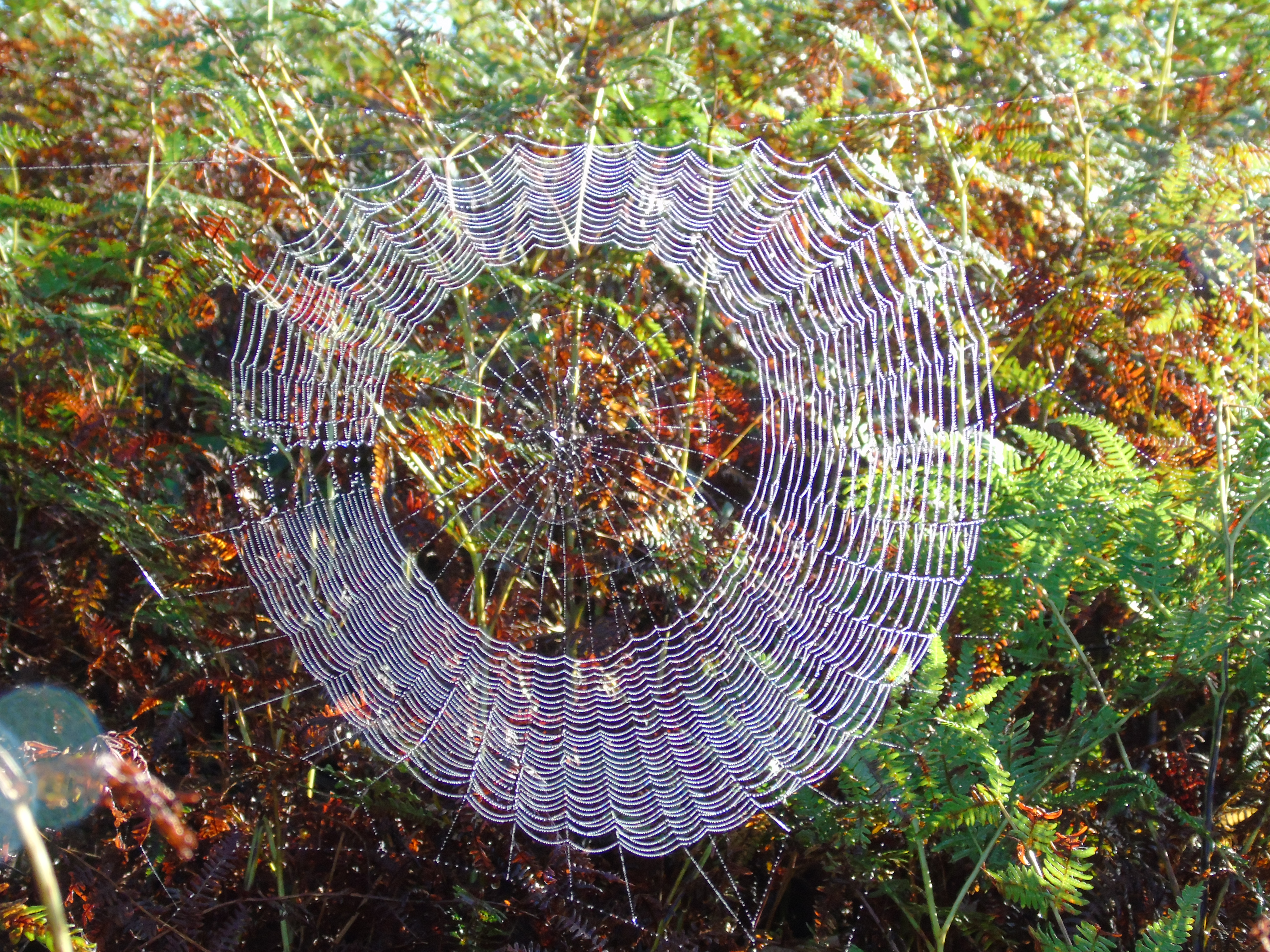 Autumn cobweb