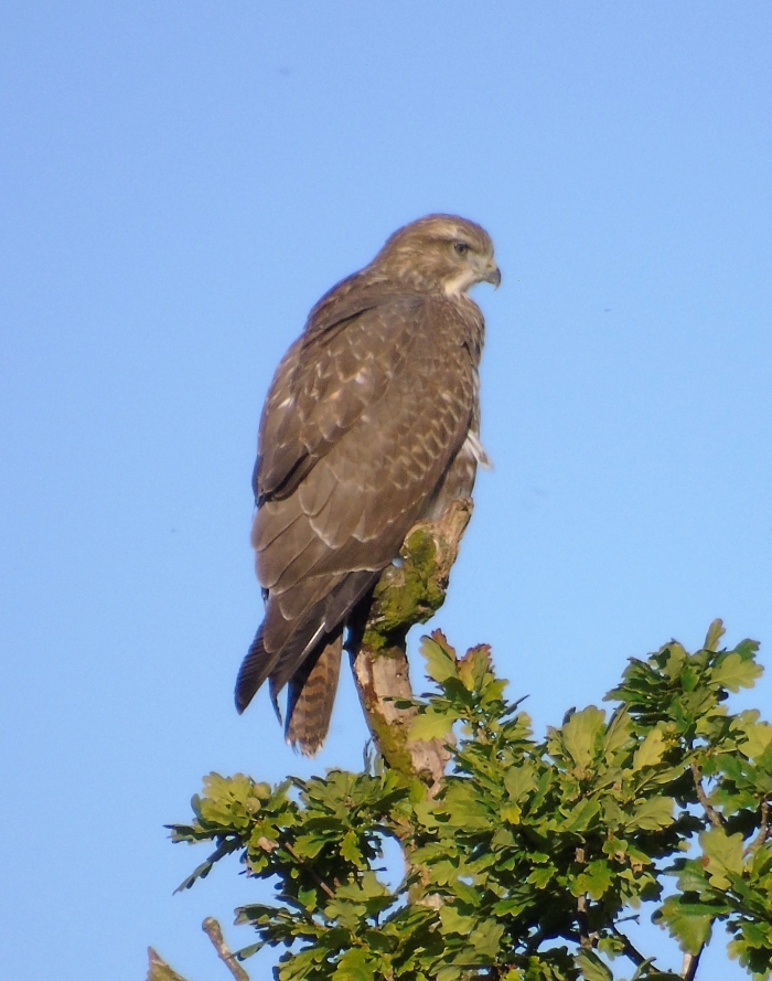 Buzzard perched on tree seen from BCS
