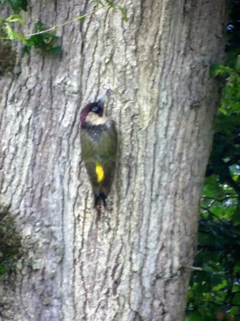 Green woodpecker on oak tree