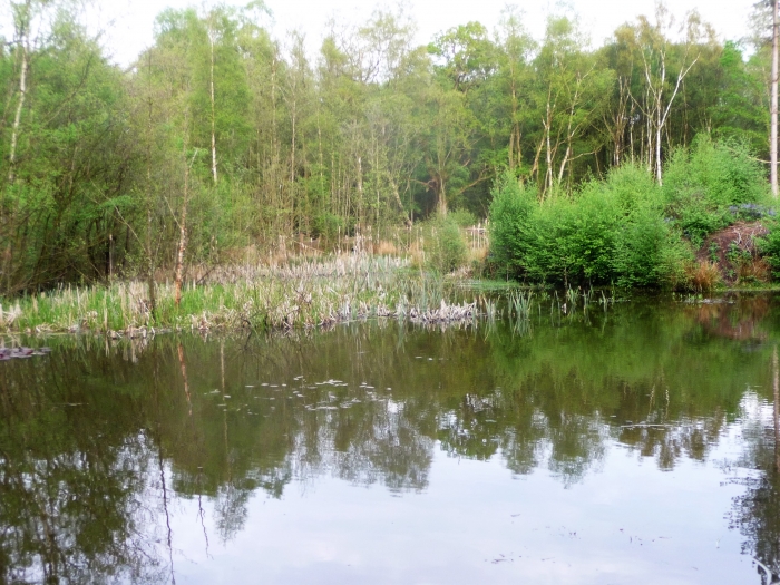 Bullrushes, the Decoy Pond Broadwater Warren