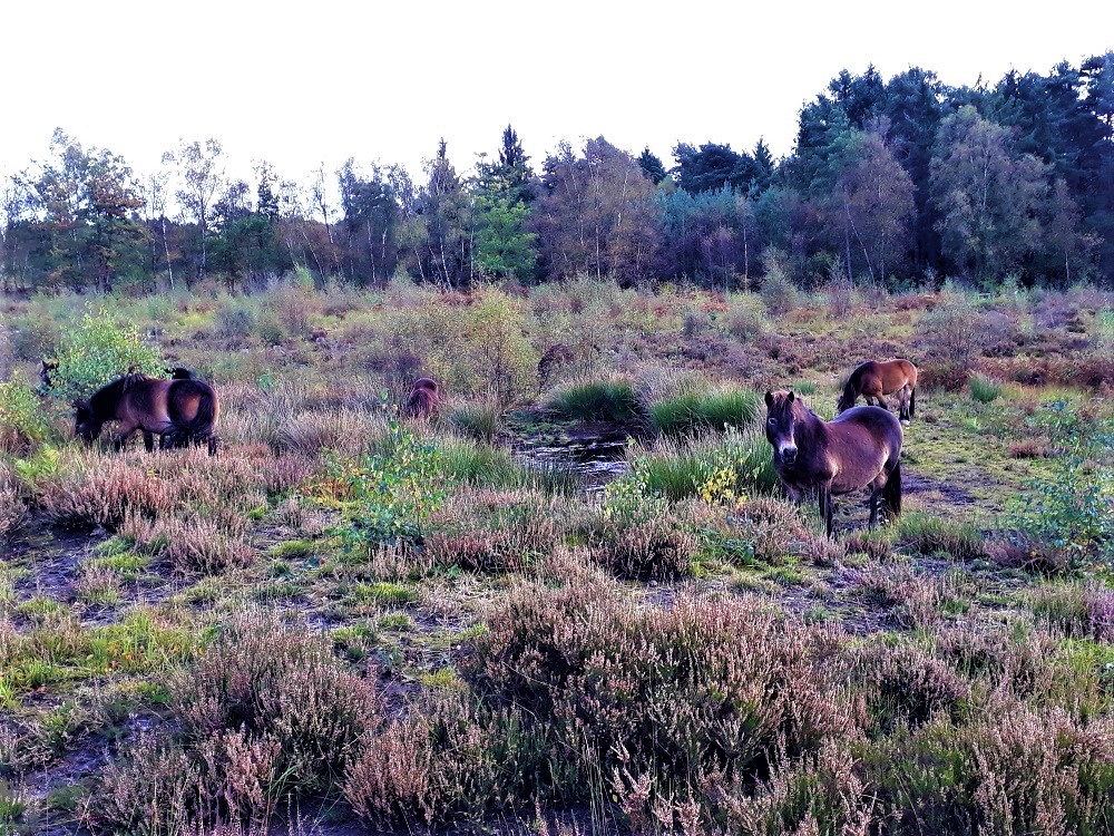 Exmoor ponies on rifle range, Broadwater Warren, autumn