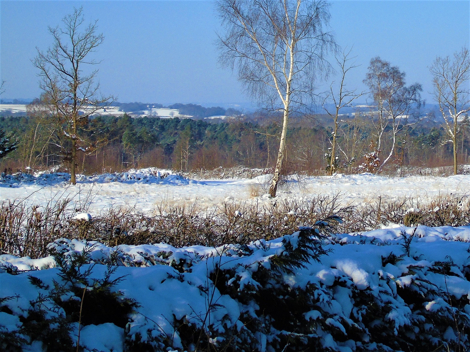 View across Bond’s Heath, snowy morning
