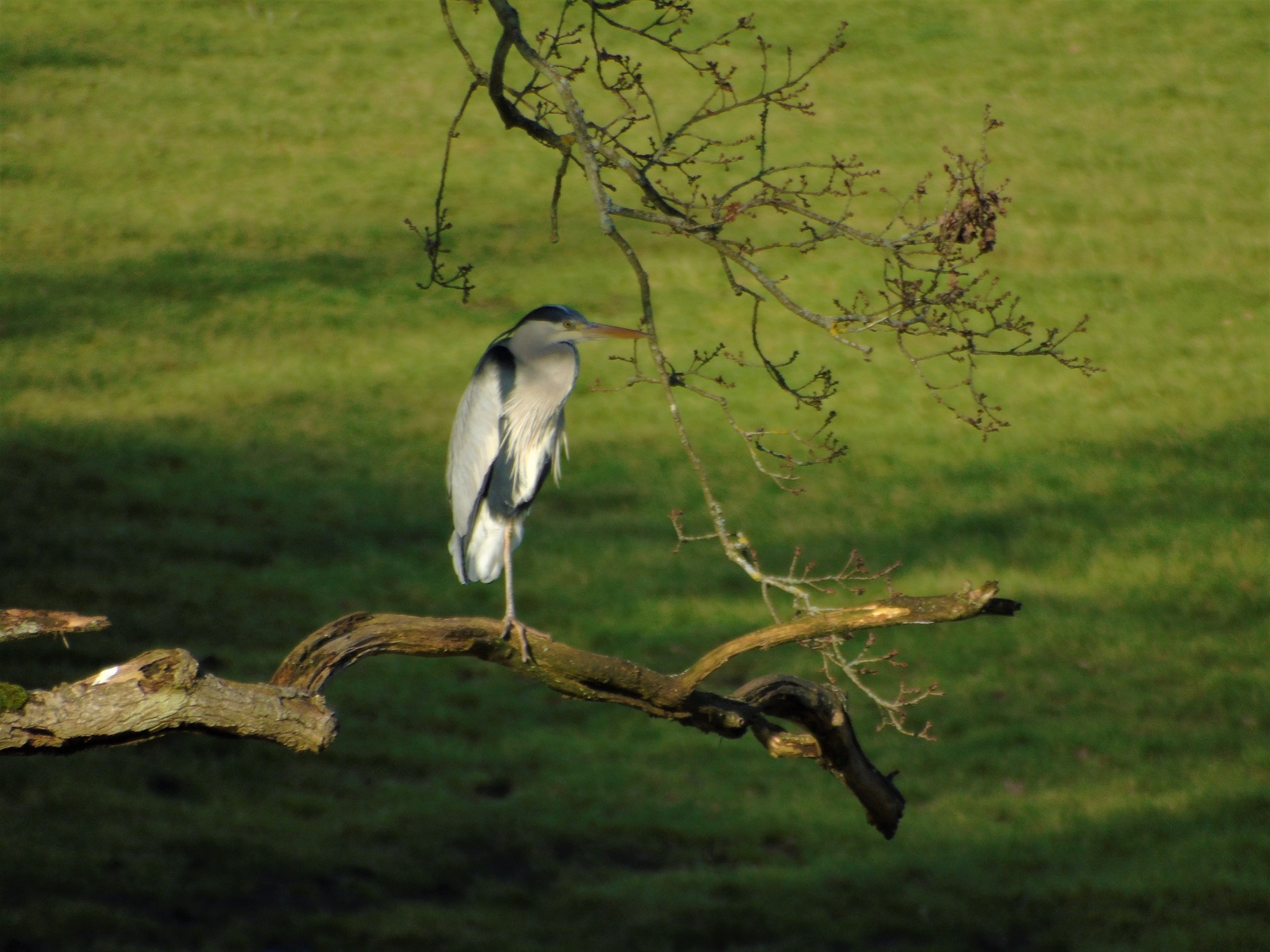 Heron perched on tree above pond in front of Flying Horse Cottage